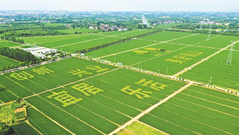 江苏彩色大地农业科技，引领现代农业新潮流