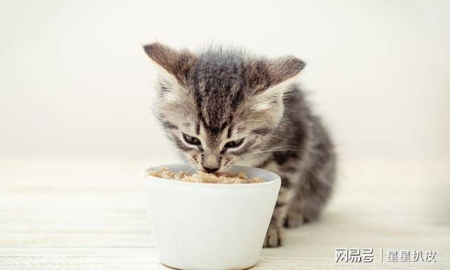 一个月大的小猫喂养指南，营养需求与饮食安排